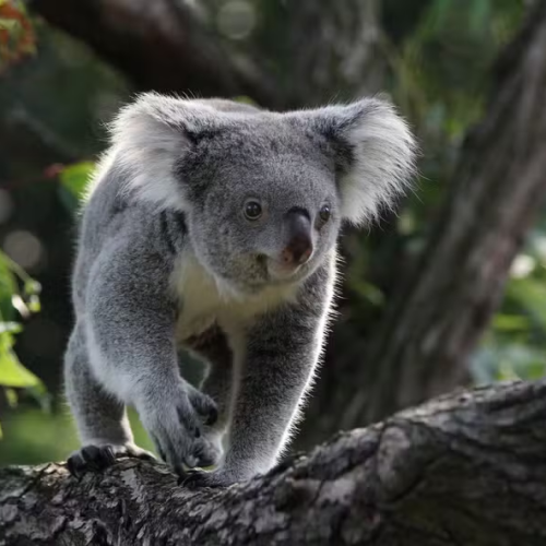 Austrália sacrifica centenas de coalas após incêndios: entenda a polêmica